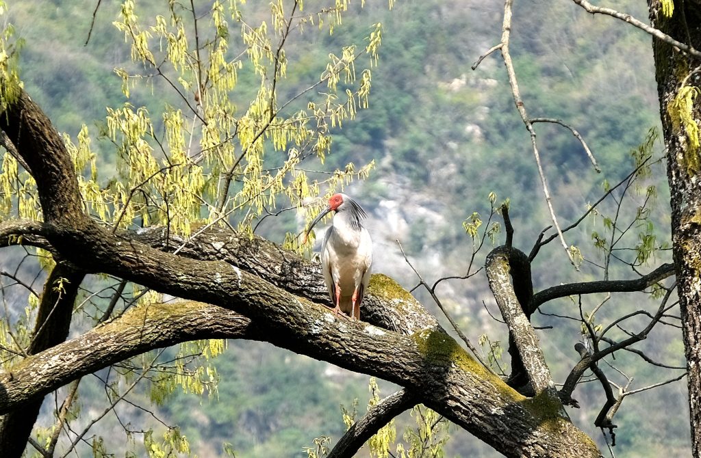 鎮(zhèn)巴縣境內(nèi)發(fā)現(xiàn)國家一級保護動物—朱鹮插圖