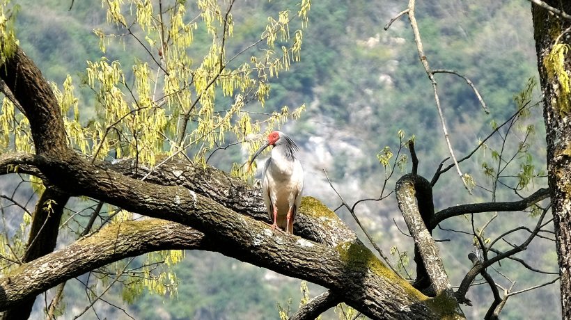 鎮(zhèn)巴縣境內(nèi)發(fā)現(xiàn)國家一級保護動物—朱鹮插圖8