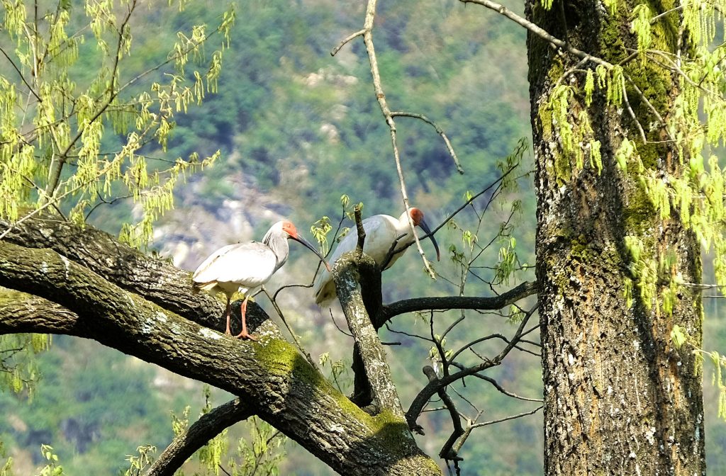 鎮(zhèn)巴縣境內(nèi)發(fā)現(xiàn)國家一級保護動物—朱鹮插圖1