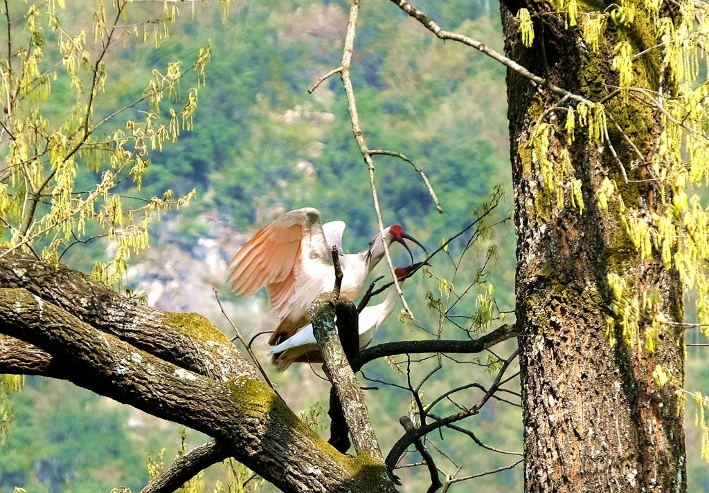 鎮(zhèn)巴縣境內(nèi)發(fā)現(xiàn)國家一級保護動物—朱鹮插圖2