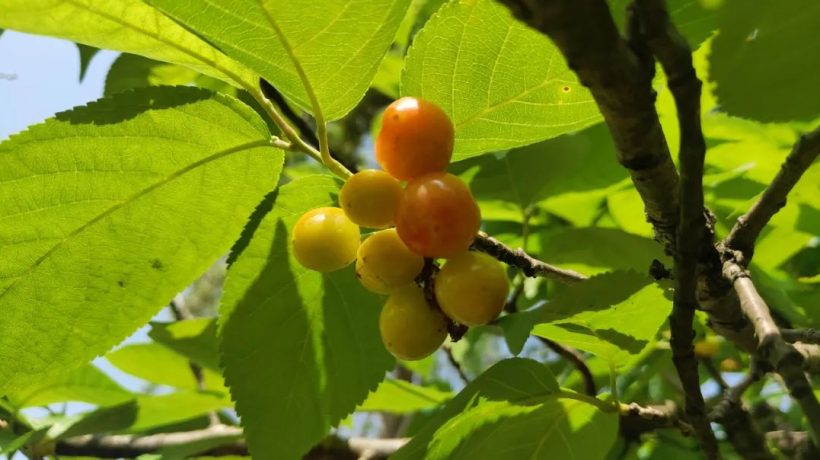 漢中這里的櫻桃漸紅，甜蜜盛宴即將開(kāi)啟！插圖13