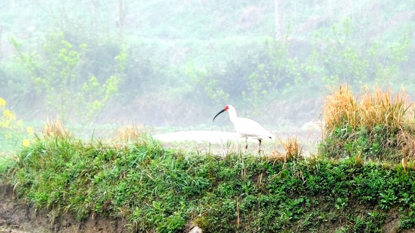 鎮(zhèn)巴縣境內(nèi)發(fā)現(xiàn)國家一級保護動物—朱鹮插圖6