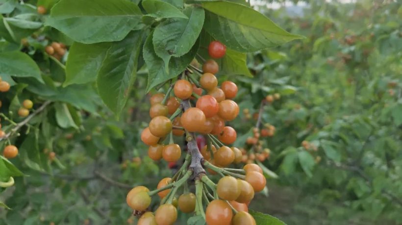 漢中這里的櫻桃漸紅，甜蜜盛宴即將開(kāi)啟！插圖12