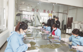 寧強春茶抽檢合格率100%縮略圖