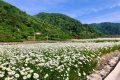 花都開(kāi)好了，來(lái)佛坪邂逅白色浪漫！縮略圖